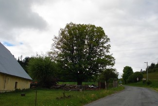 Památný strom Dub letní, stáří 412 let